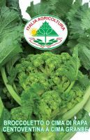 Broccoletto o cima di rapa centoventina cima grand